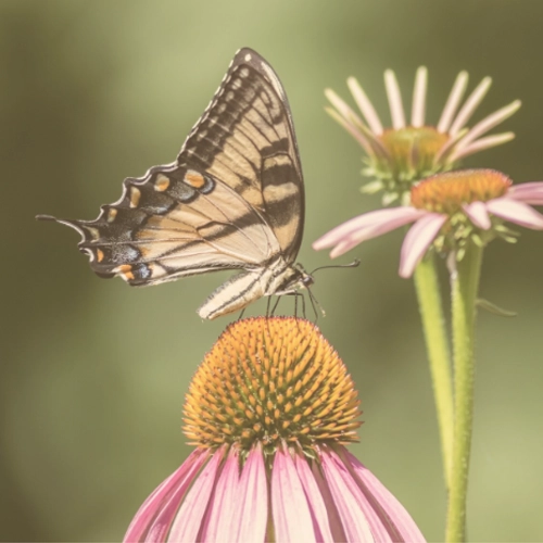 Buttefly on a flower