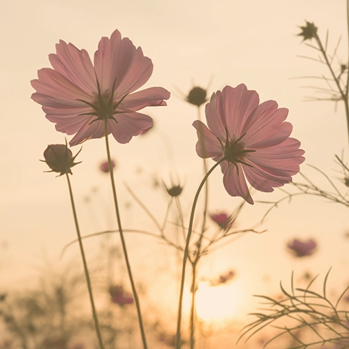 Two Flowers